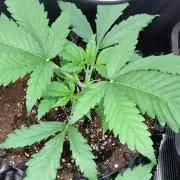 Euphoria Royal Queen Seeds