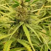 Mango Cherry Runtz Auto Fastbuds