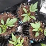 Banana Purple Punch Auto Fastbuds