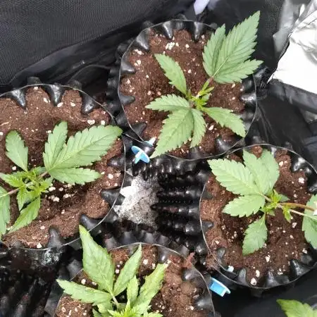 Banana Purple Punch Auto Fastbuds