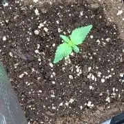 Orange Sherbet FF P#2 Fastbuds