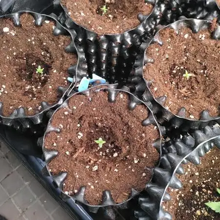 Titan F1 RQS