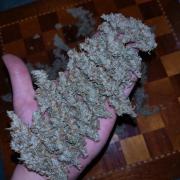 Thin Mint x Sour Pinot Auto Barneys Farm