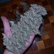Thin Mint x Sour Pinot Auto Barneys Farm