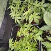 Cinderella Auto Fastbuds