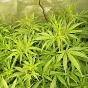 Apple Strudel Auto Fastbuds