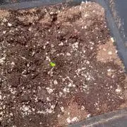 Mango Frost Auto Fastbuds