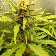 Purple Lemonade Auto RF3 Fastbuds