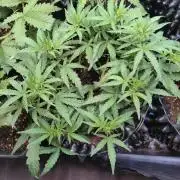 Thin Mint x Sour Pinot Auto Barneys Farm