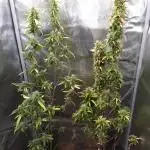 Wedding Cake Auto Barneys Farm