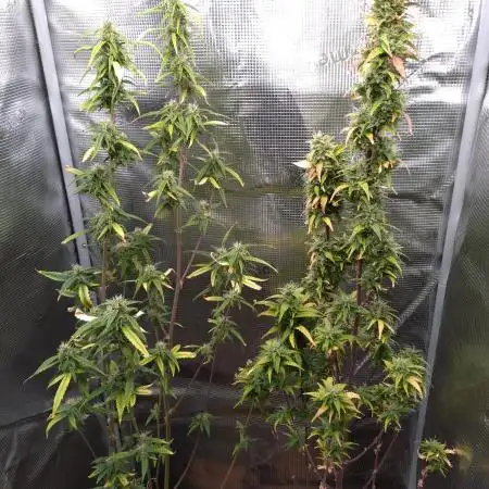 Wedding Cake Auto Barneys Farm