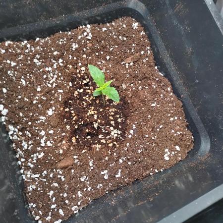 Pink Runtz Auto RQS