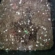 Mangosteen Glitch Auto