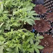 Grape Pop Rocks Auto Anesia Seeds