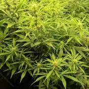 Mango Cherry Runtz Auto Fastbuds