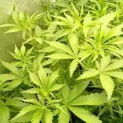 Purple Lemonade Auto RF3 Fastbuds