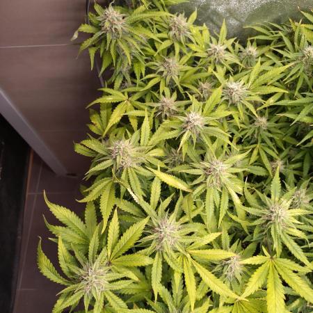 Cinderella Auto Fastbuds