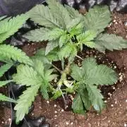 Sticky Broccoli Auto ZMA Eternity Cup'26