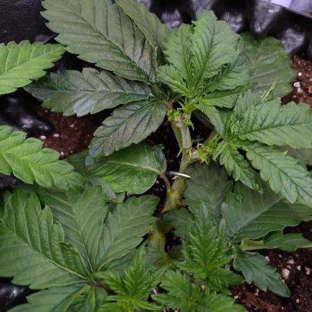 Sticky Broccoli Auto ZMA Eternity Cup'26