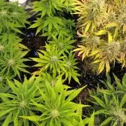 Banana Purple Punch Auto Fastbuds