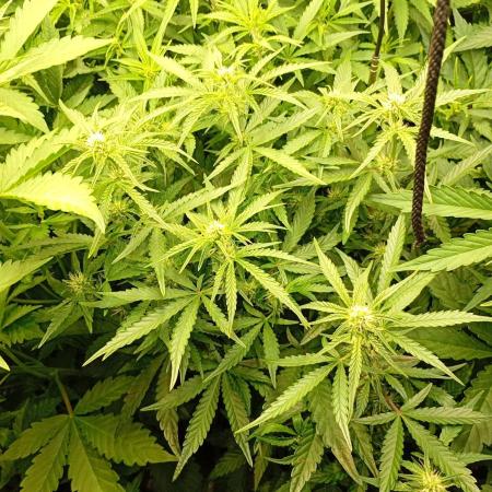 Green Gelato Auto RQS