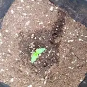 Apple Strudel Auto Fastbuds
