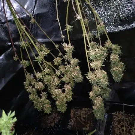 Grandmommy Purple Auto Herbiesseeds