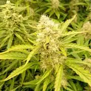 Space Cookies Auto Delicious Seeds