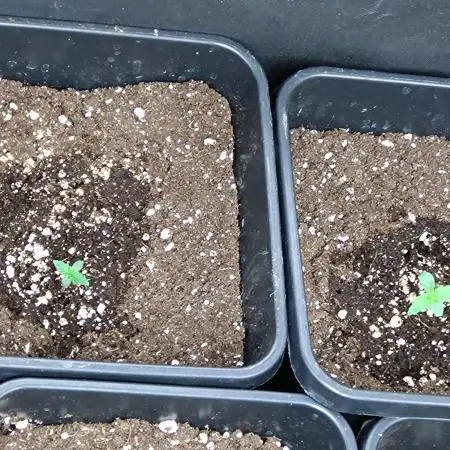 Purplematic CBD Royal Queen Seeds