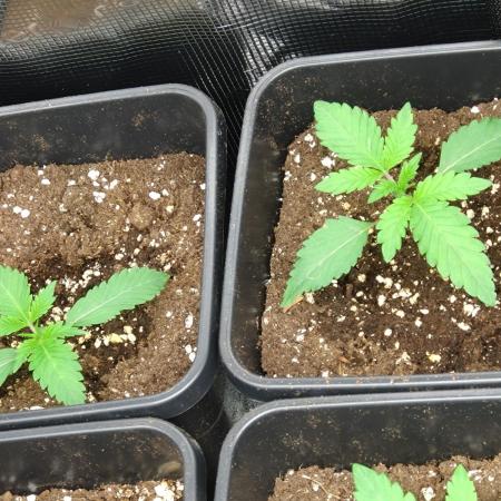 Lemon Cherry Gelato Barneys Farm