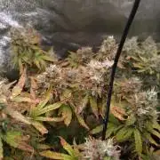 Pink (Purple) Runtz Auto RQS