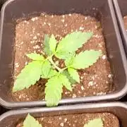 Banana Guava Auto Fastbuds