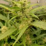 Space Cookies Auto Delicious Seeds
