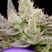 Glowberry Rush Auto Anesia Seeds