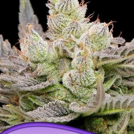 Glowberry Rush Auto Anesia Seeds