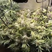 RF3 Auto Mixpack #1 Fastbuds