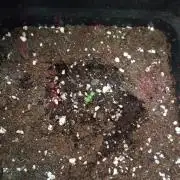 Banana Purple Punch Auto RF3 Fastbuds