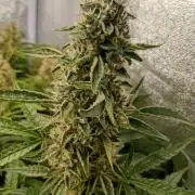Green Gelato Auto RQS