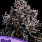 Grape Pop Rocks Auto Anesia Seeds
