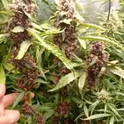 Sweet ZZ Auto Royal Queen Seeds