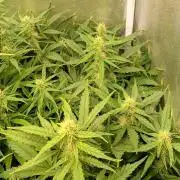 Space Cookies Auto Delicious Seeds