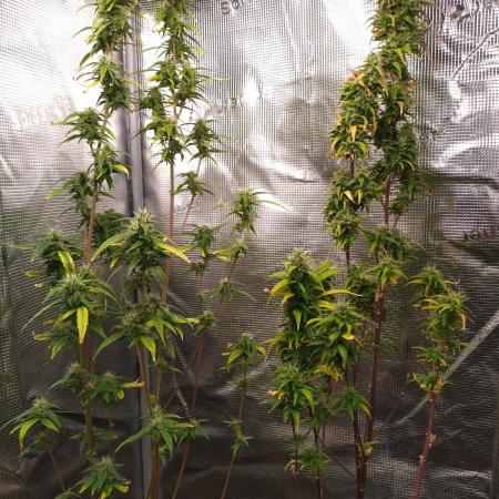 Wedding Cake Auto Barneys Farm
