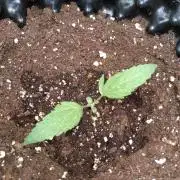 Thin Mint x Sour Pinot Auto Barneys Farm