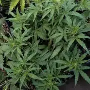 Thin Mint x Sour Pinot Auto Barneys Farm