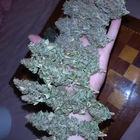Apple Strudel Auto Fastbuds