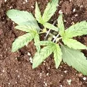 Thin Mint x Sour Pinot Auto Barneys Farm