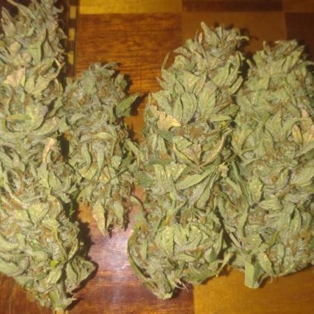 Cookies Gelato Auto RQS