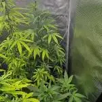 Wedding Cake Auto Barneys Farm