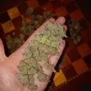 Orange Sherbet FF P#2 Fastbuds