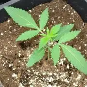 Green Gelato P#1 Royal Queen Seeds